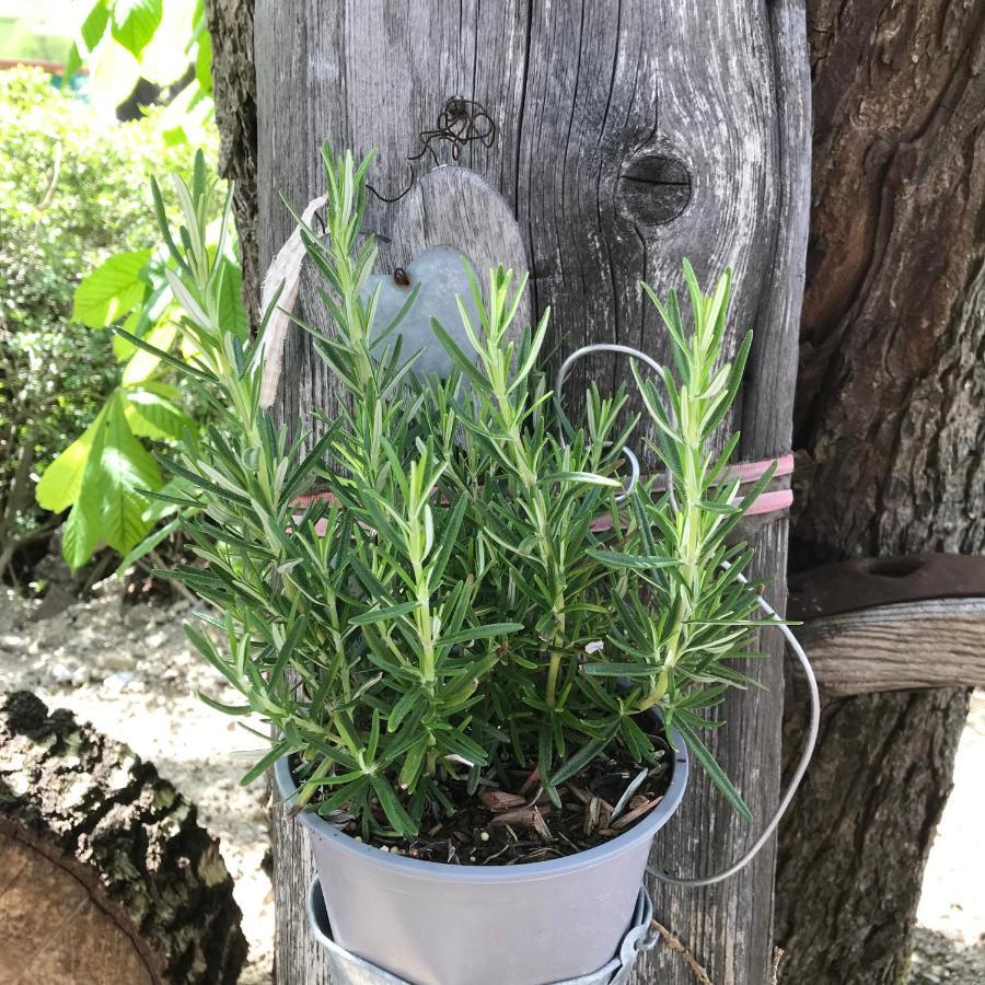 Zur Neuen Post Landgasthof Herzogsreut Εξωτερικό φωτογραφία