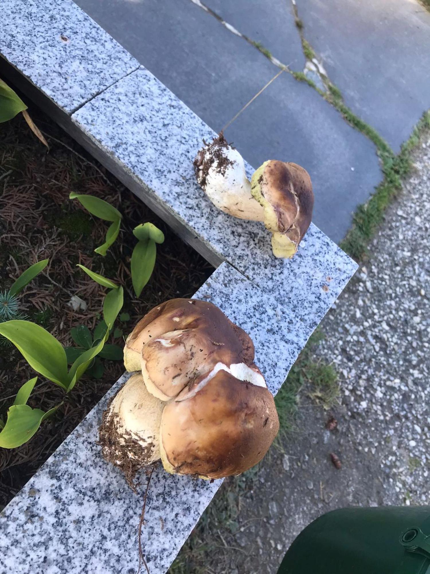 Zur Neuen Post Landgasthof Herzogsreut Εξωτερικό φωτογραφία